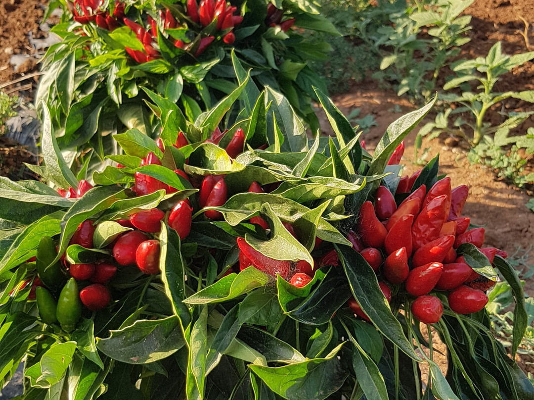 Masseria la Duchessa主图