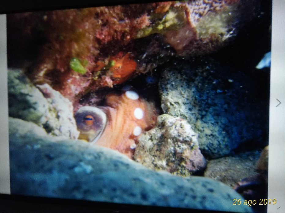 Cala d'Oliva Diving Center-Cala d'Oliva必去景点