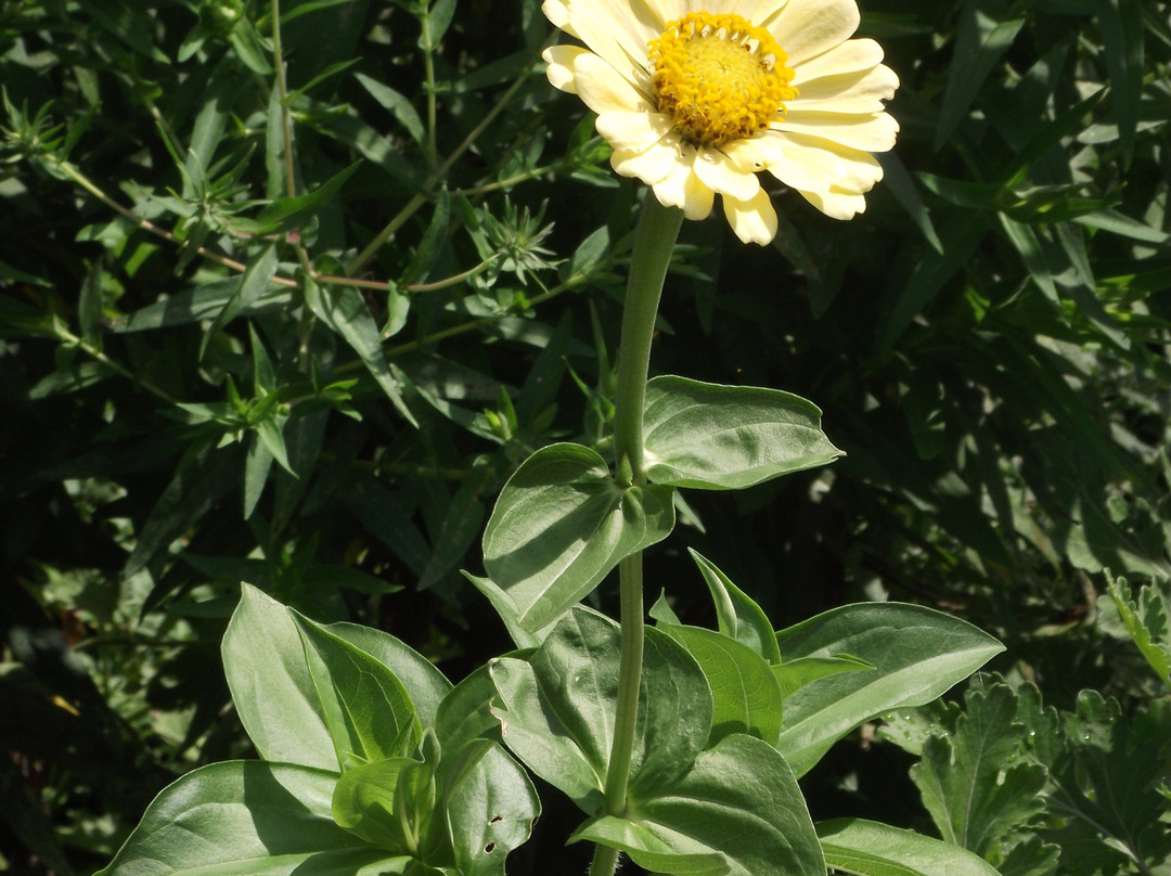 巴萃姆花园-费城必去景点
