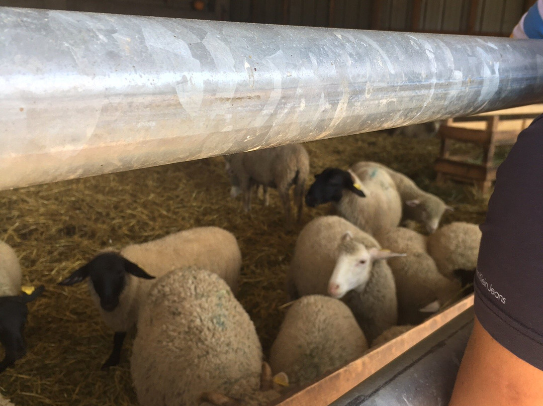 Ferme Pédagogique de la Mourière景点图片