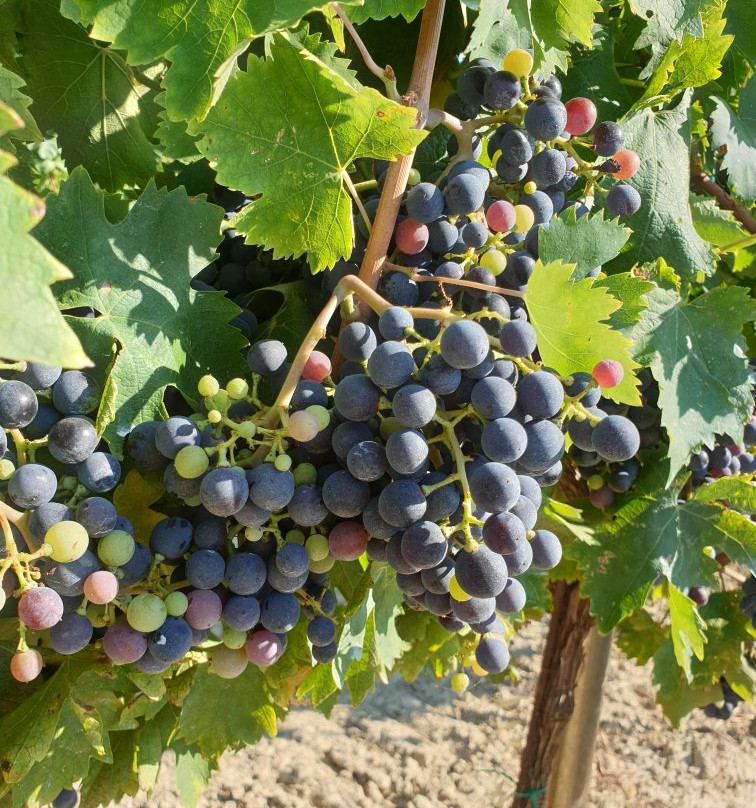 Tenuta Santori-里帕特兰索内必去景点