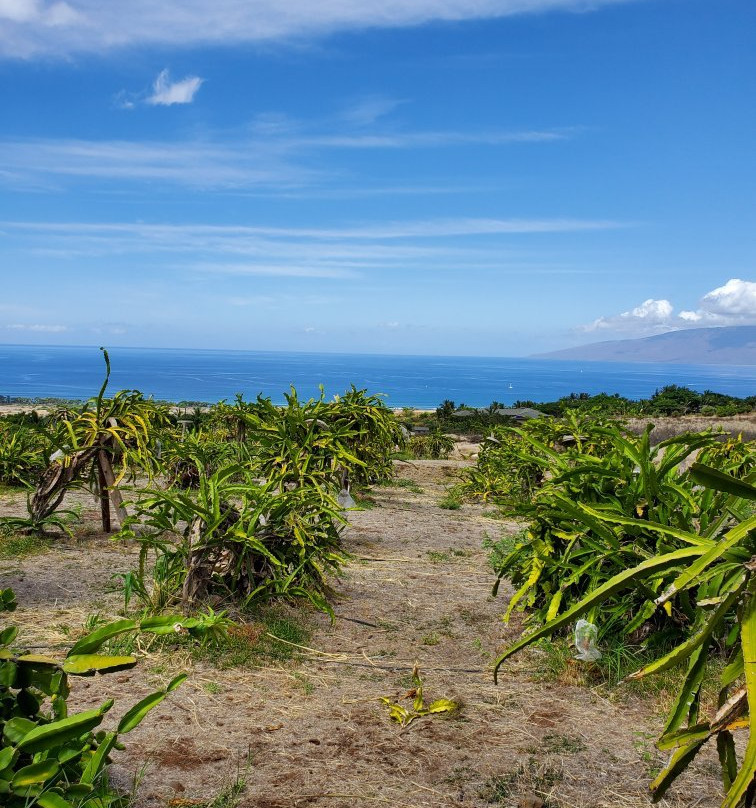 Maui Dragon Fruit Farm景点图片