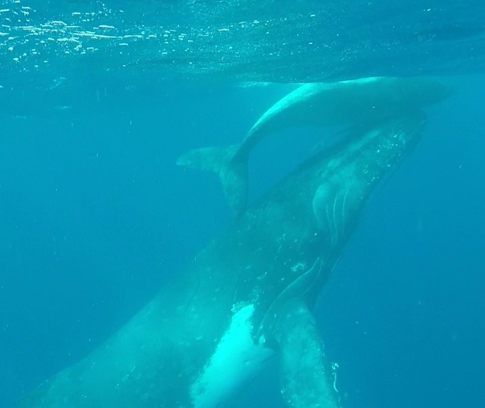 Whale Discoveries景点图片