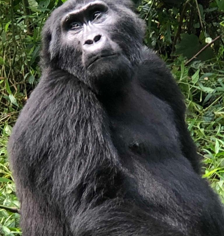 Bwindi Forest Farm And Campsite