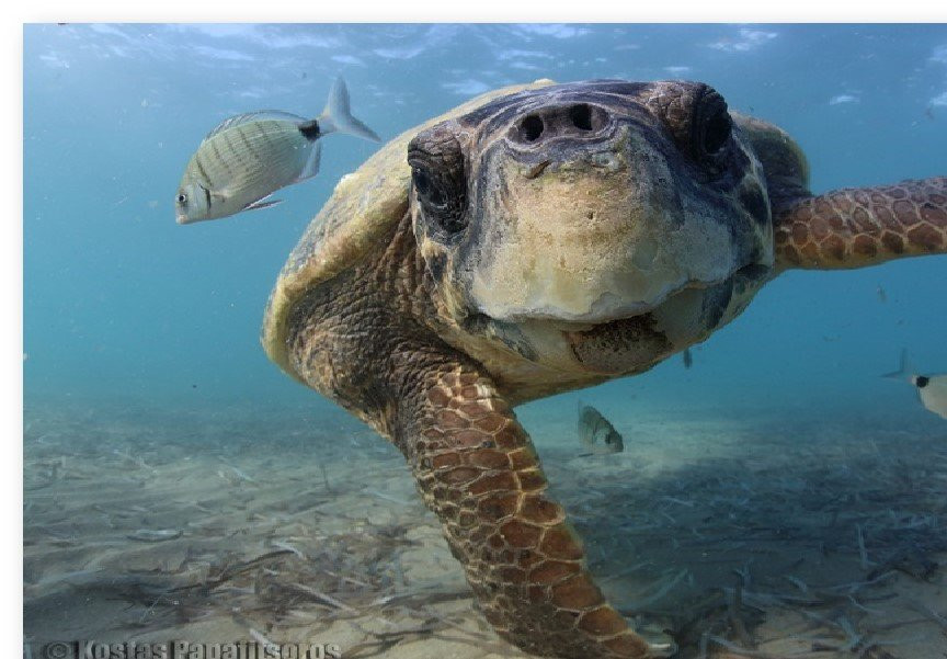 ARCHELON Τhe Sea Turtle Protection Society of Greece景点图片
