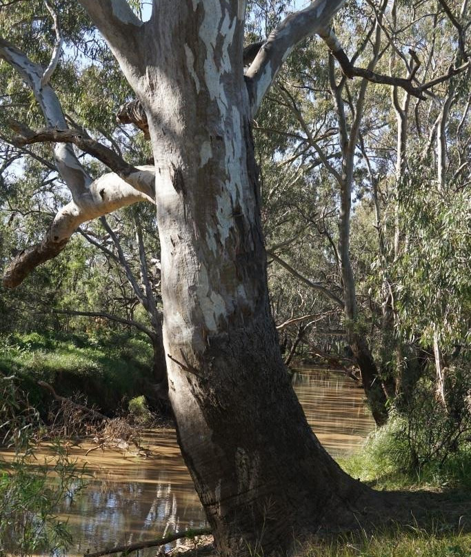 Gulargambone River Walk