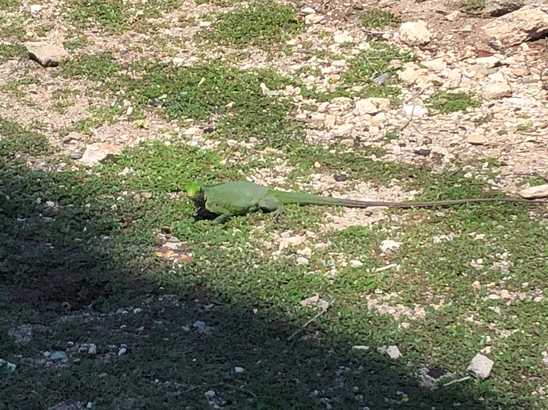 Gwada Walk Tour-Saint Francois必去景点