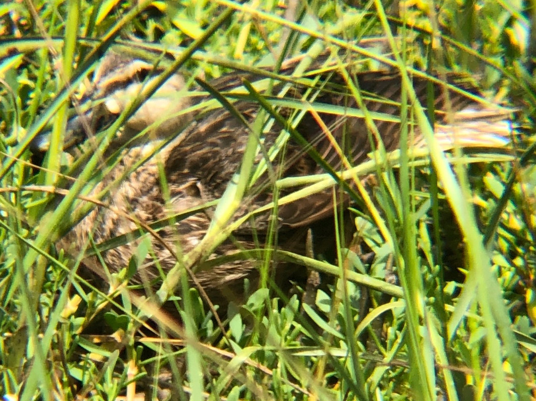 South Padre Island Birding, Nature Center & Alligator Sanctuary-南帕诸岛必去景点