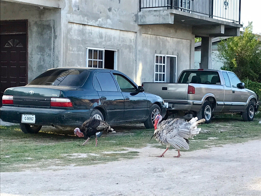 帕尔马斯酒店主图