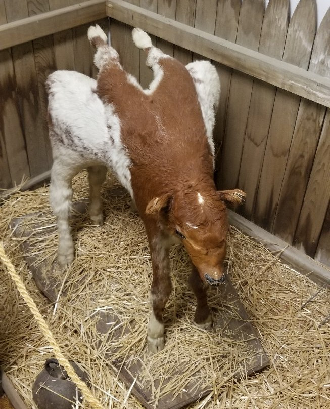 Soo Line Historical Museum-Weyburn必去景点