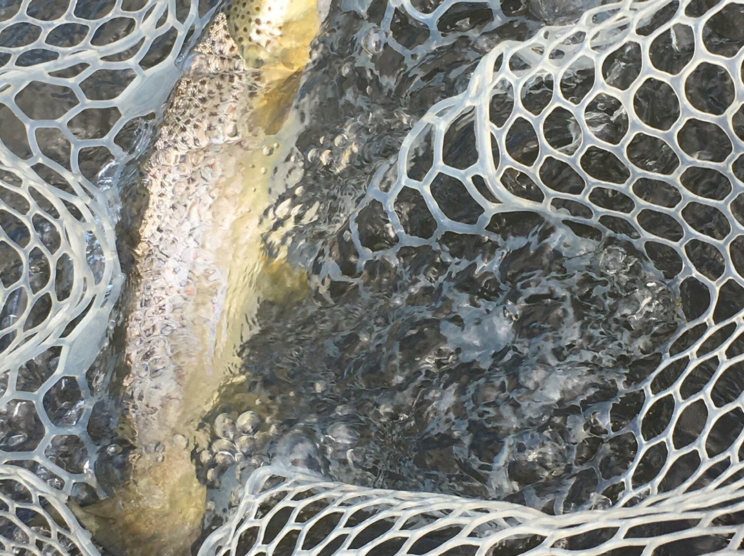 Montana Fly Fishing Guides - Day Tours景点图片