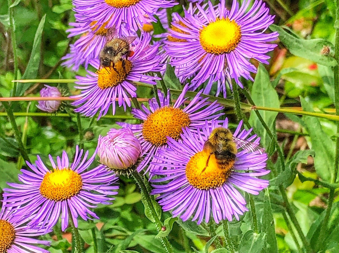 Skagit Valley Provincial Park-霍普必去景点