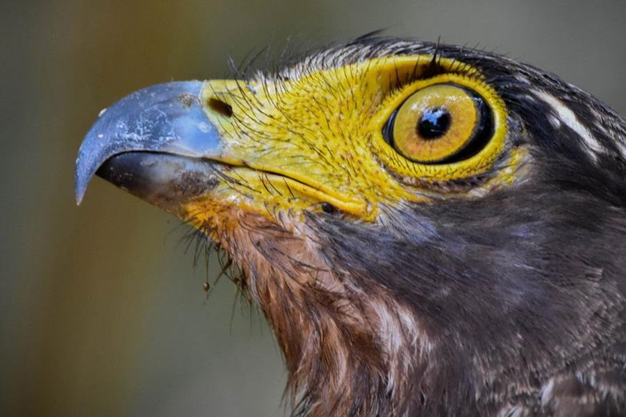 Wildlife Tours Sri Lanka-Katagamuwa必去景点