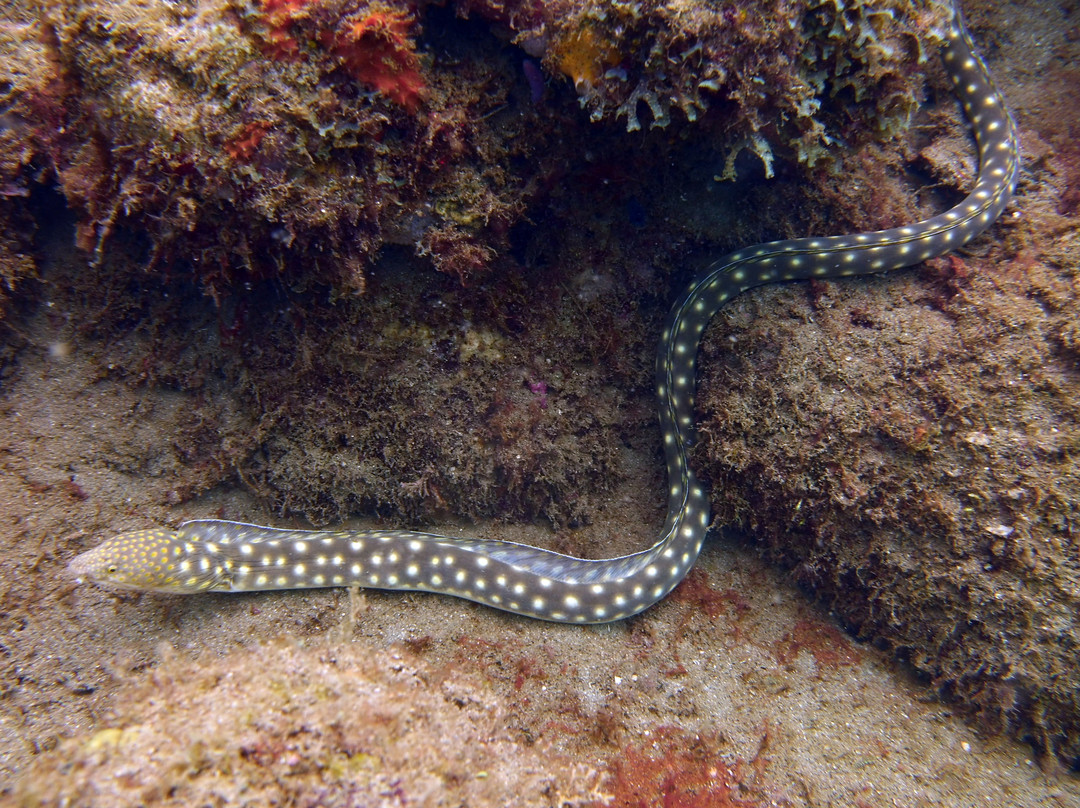 Rincon Diving & Snorkeling景点图片