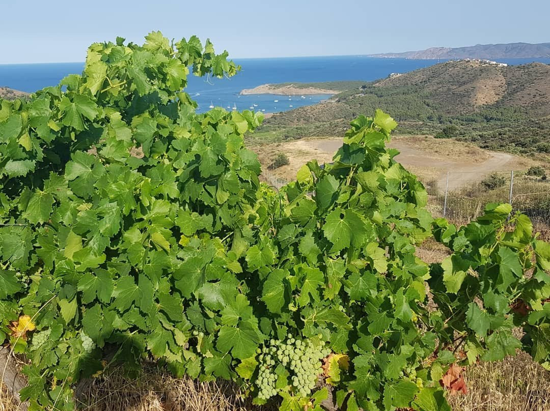 Celler Hugas de Batlle-Colera必去景点