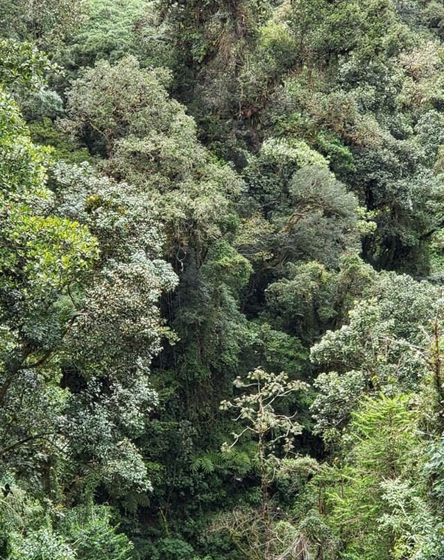 Sendero Los Quetzales景点图片