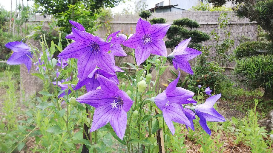 Kikyo no Sato-龟冈市必去景点