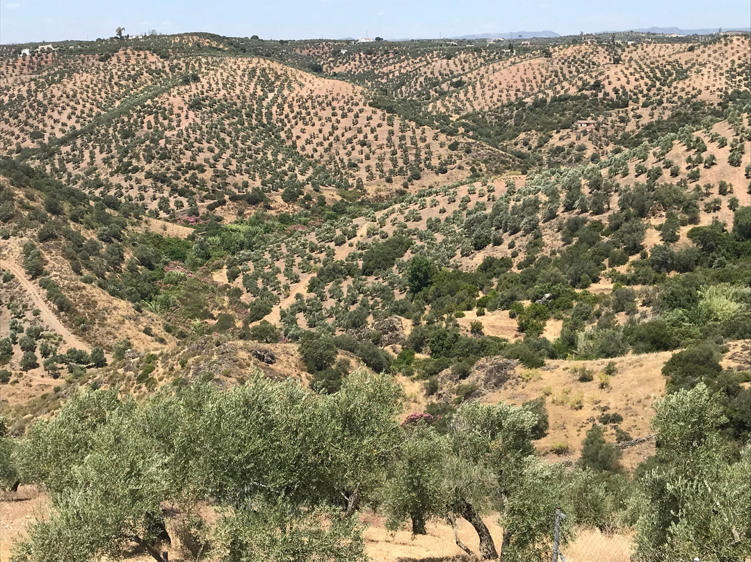 Olivetum Colina主图