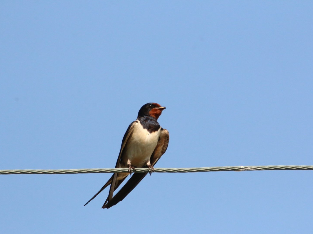 Saga Hotel Studios & Apartments主图