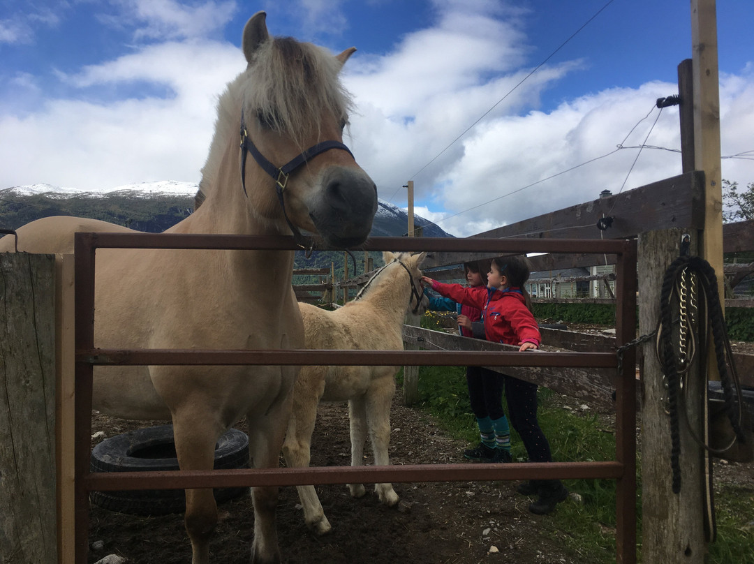 Norsk Fjordhestgard景点图片