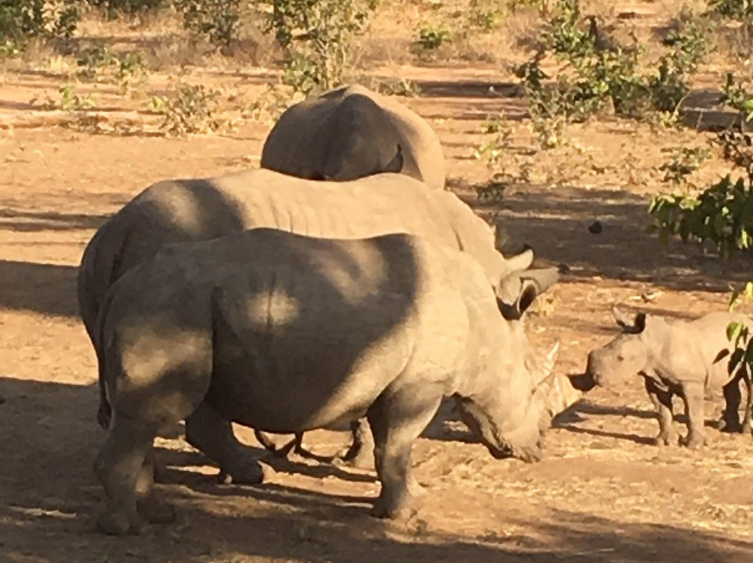 Afrizim Rhino Walk - Mosi Oa Tunya Park-李文斯顿必去景点