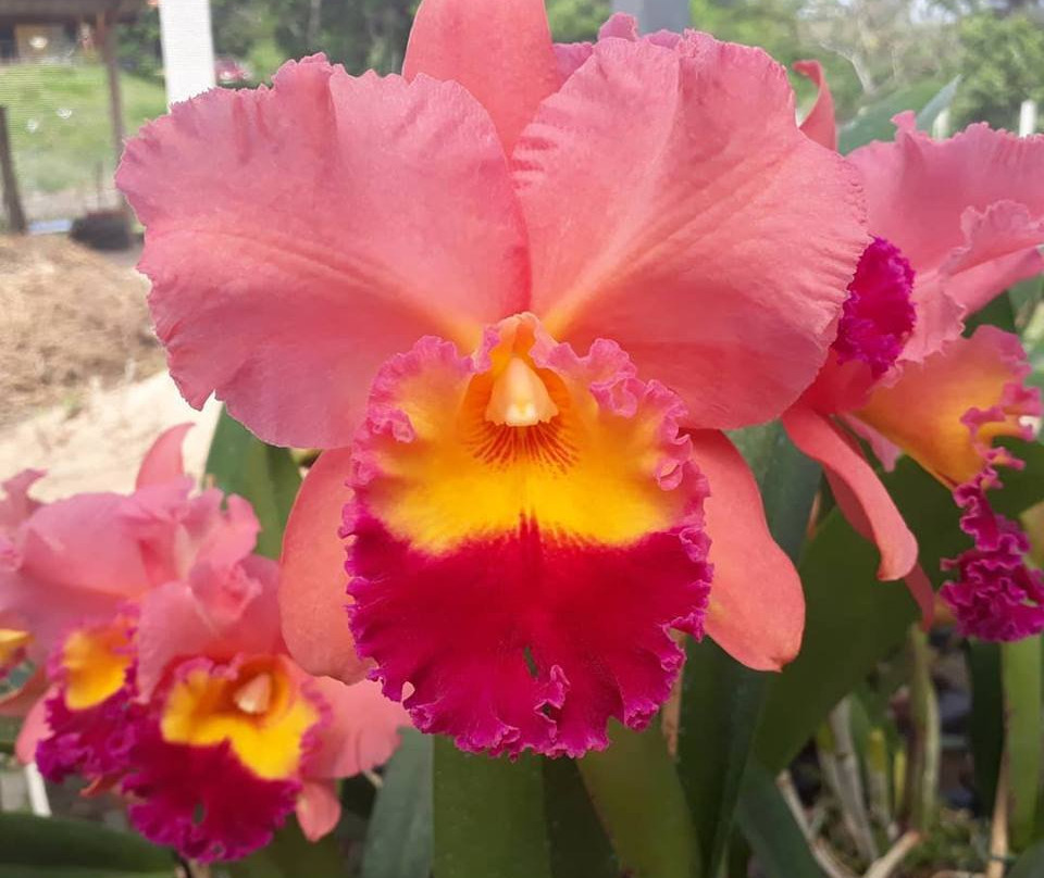 Fábrica de Orquídeas-Paty do Alferes必去景点