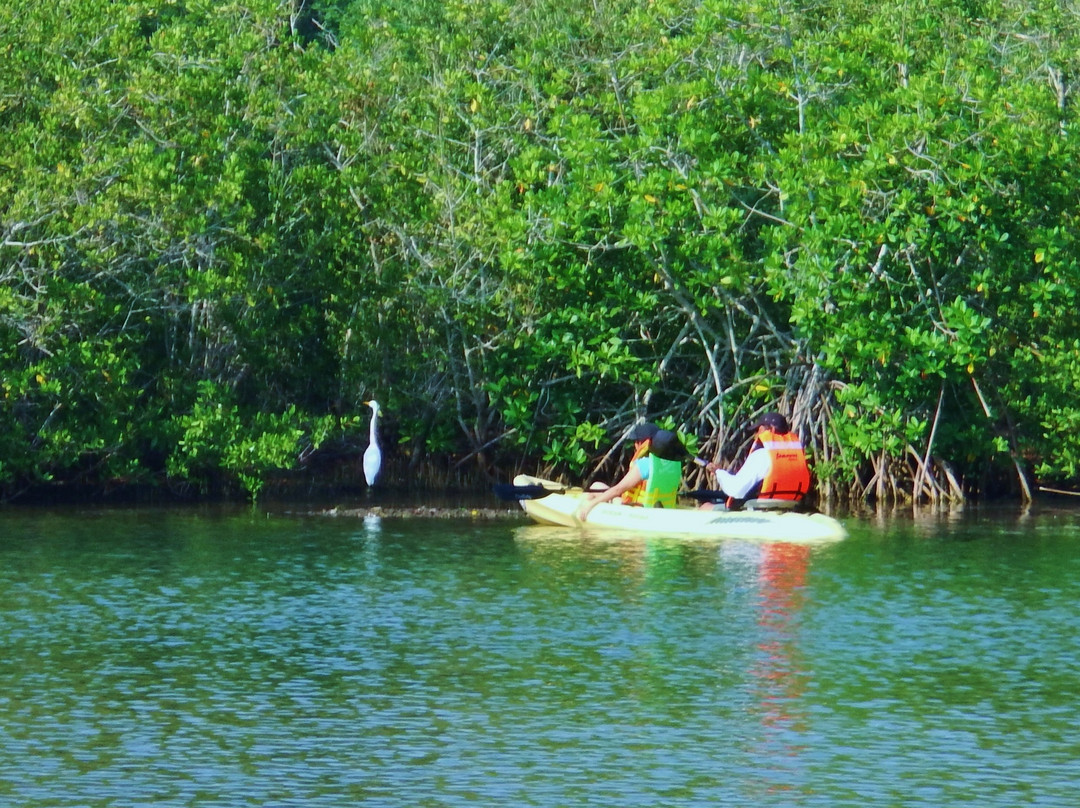 Kayak Manzanillo景点图片