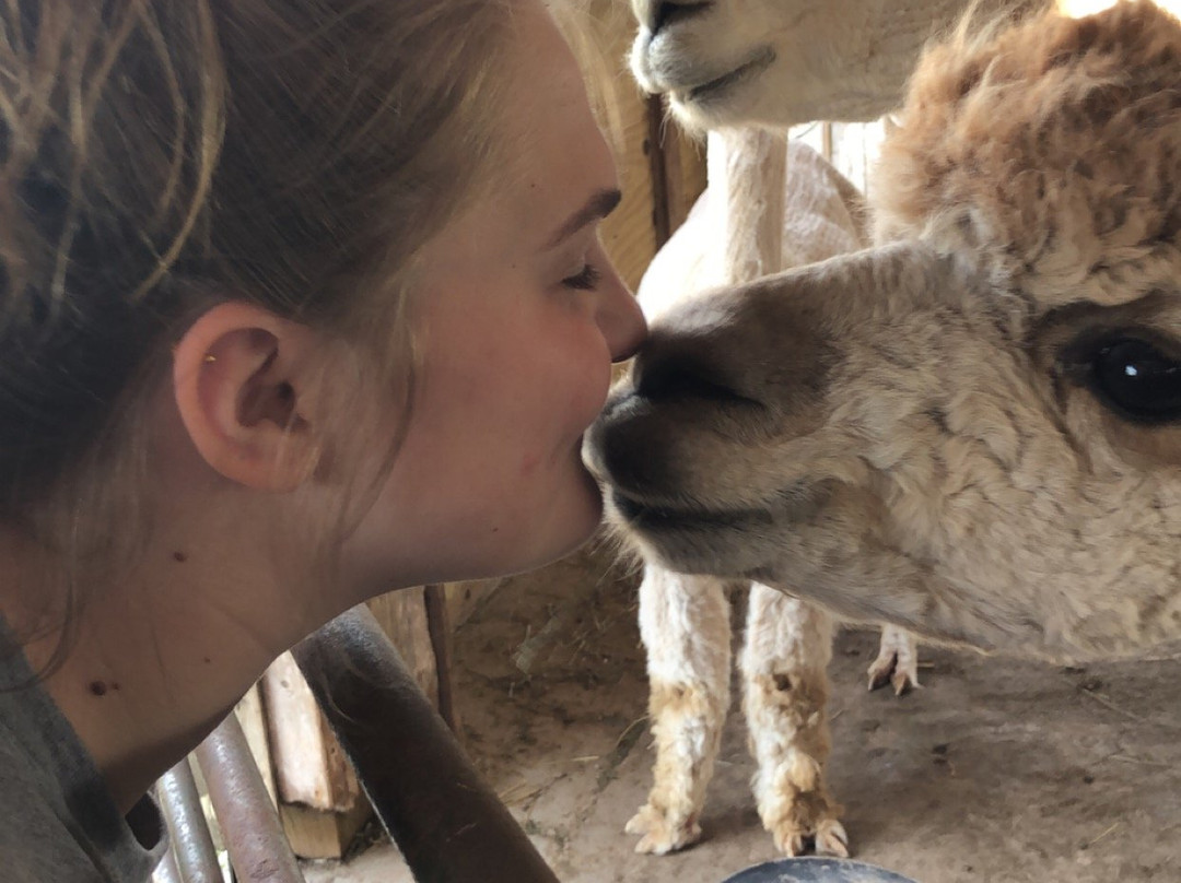 Sabamba Alpaca Ranch and Bed & Breakfast主图