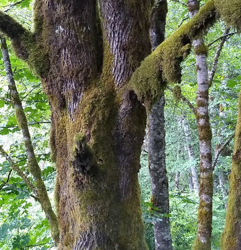 Banks-Vernonia State Trail-Vernonia必去景点