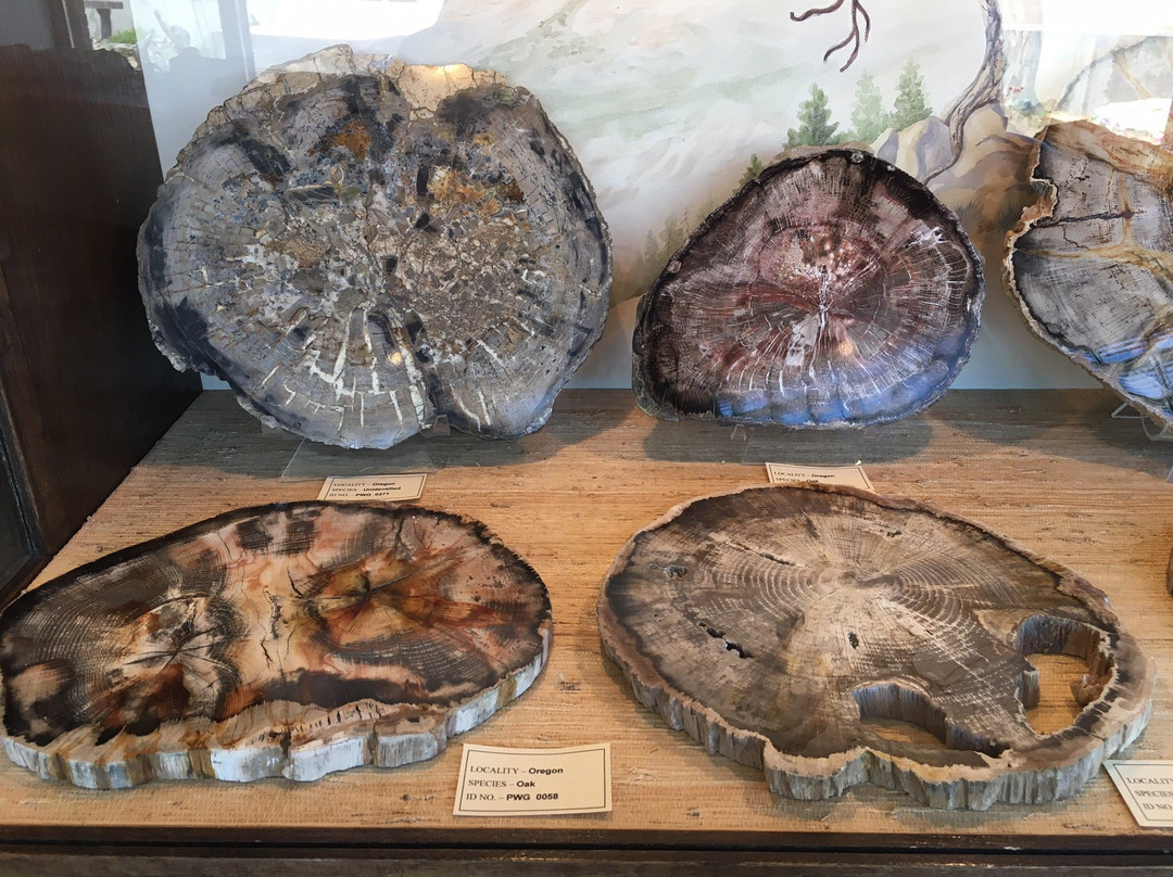 Petrified Wood Gallery-Ogallala必去景点