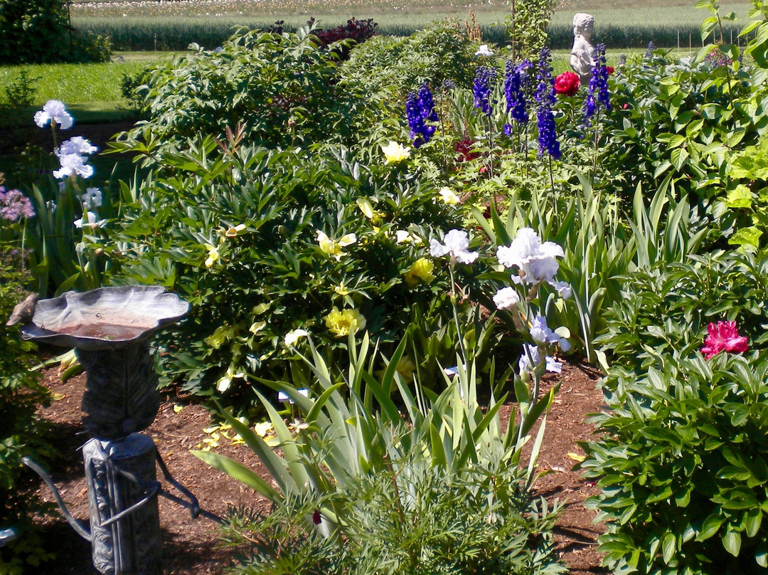 Adelman Peony Gardens-塞勒姆必去景点