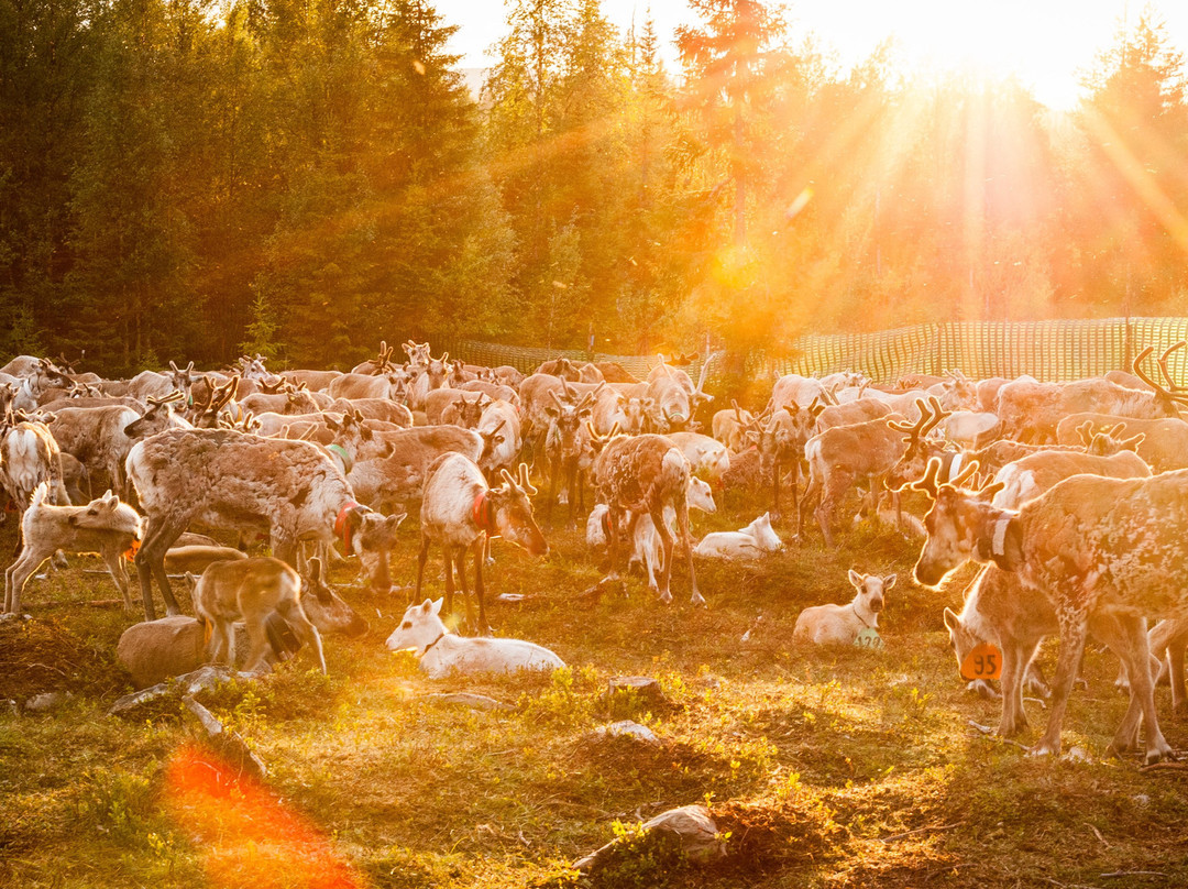 Kujala Reindeer Farm景点图片