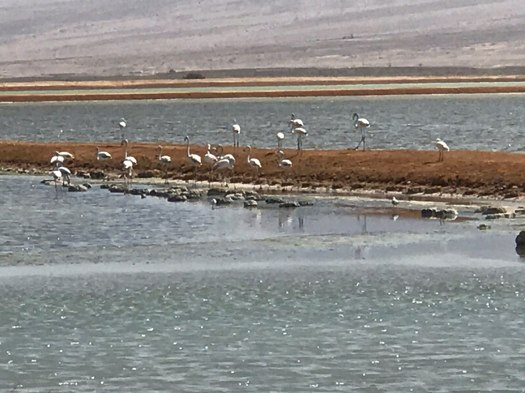The International Birding & Research Centre-埃拉特必去景点