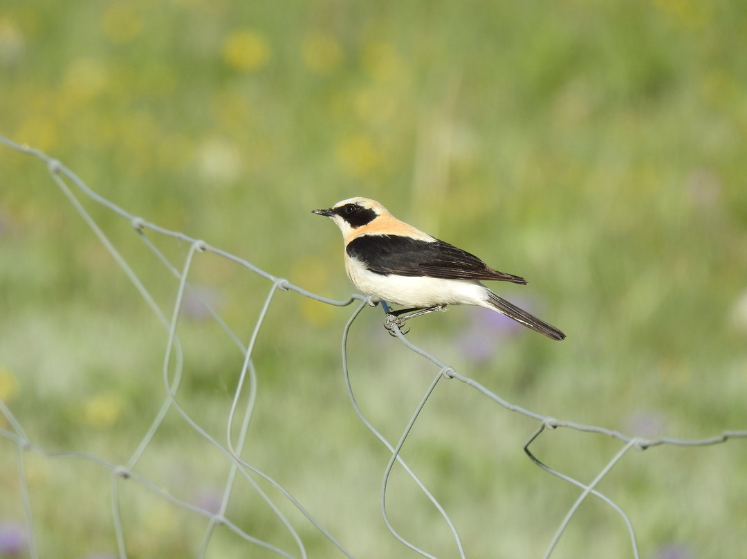 Granada Wildlife-格拉纳达必去景点