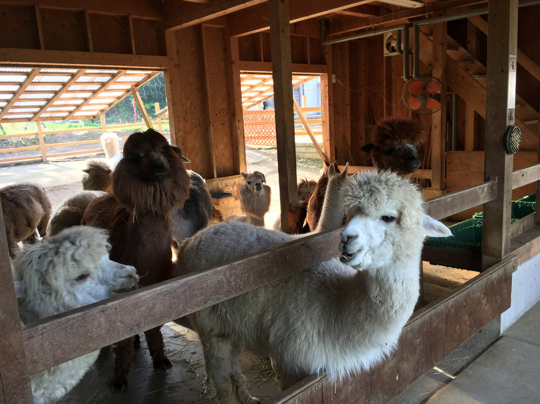 Yamakoshi Alpaca Farm-长冈市必去景点