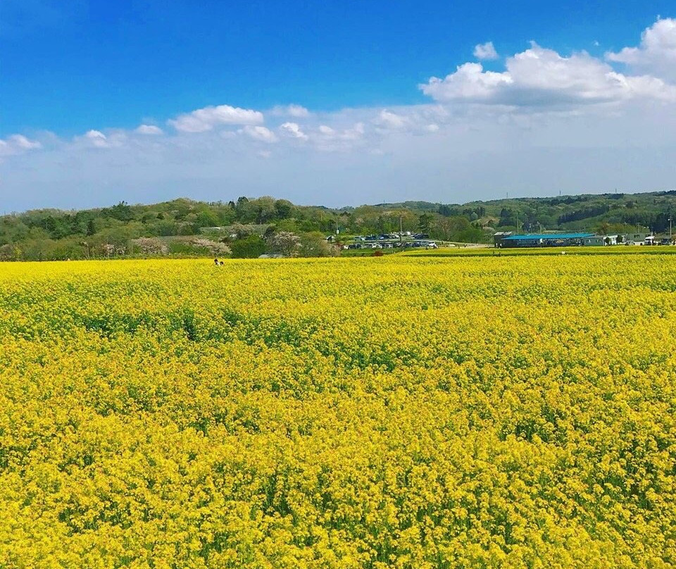 Sunflower Hill-大崎市必去景点
