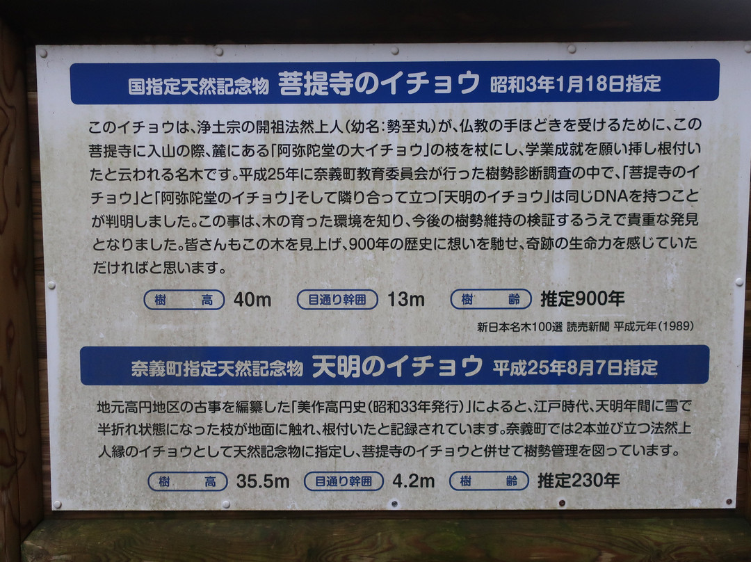 The Ginkgo Tree at Bodaiji Temple-奈义町必去景点