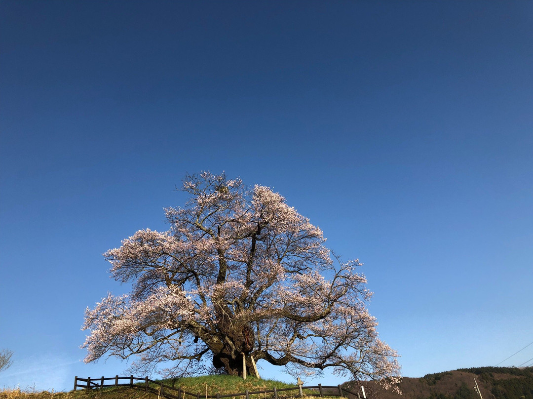 Hocchi no Higan Cherry Blossoms-沼田市必去景点