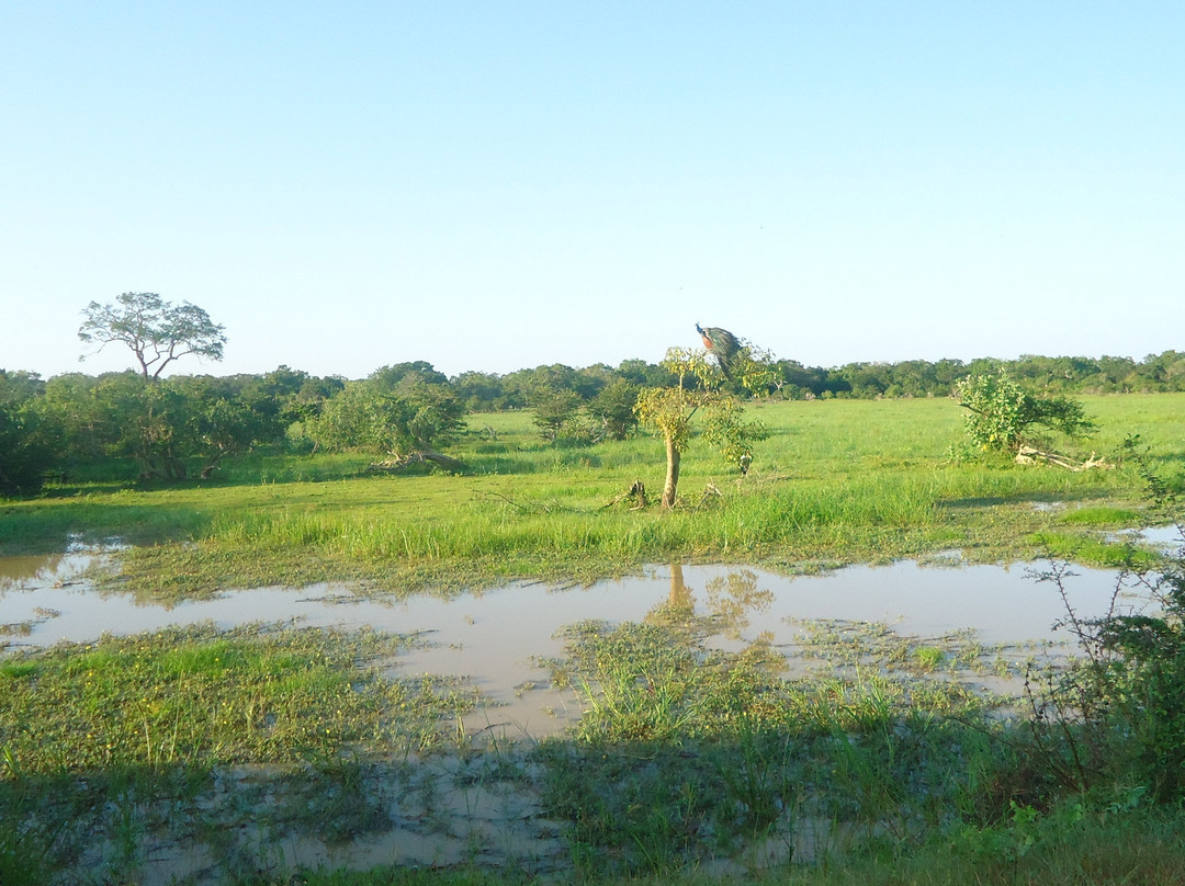 Heina Nature Resort - Yala主图