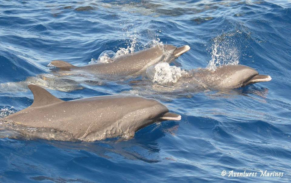 Whale Watching-Gourbeyre必去景点