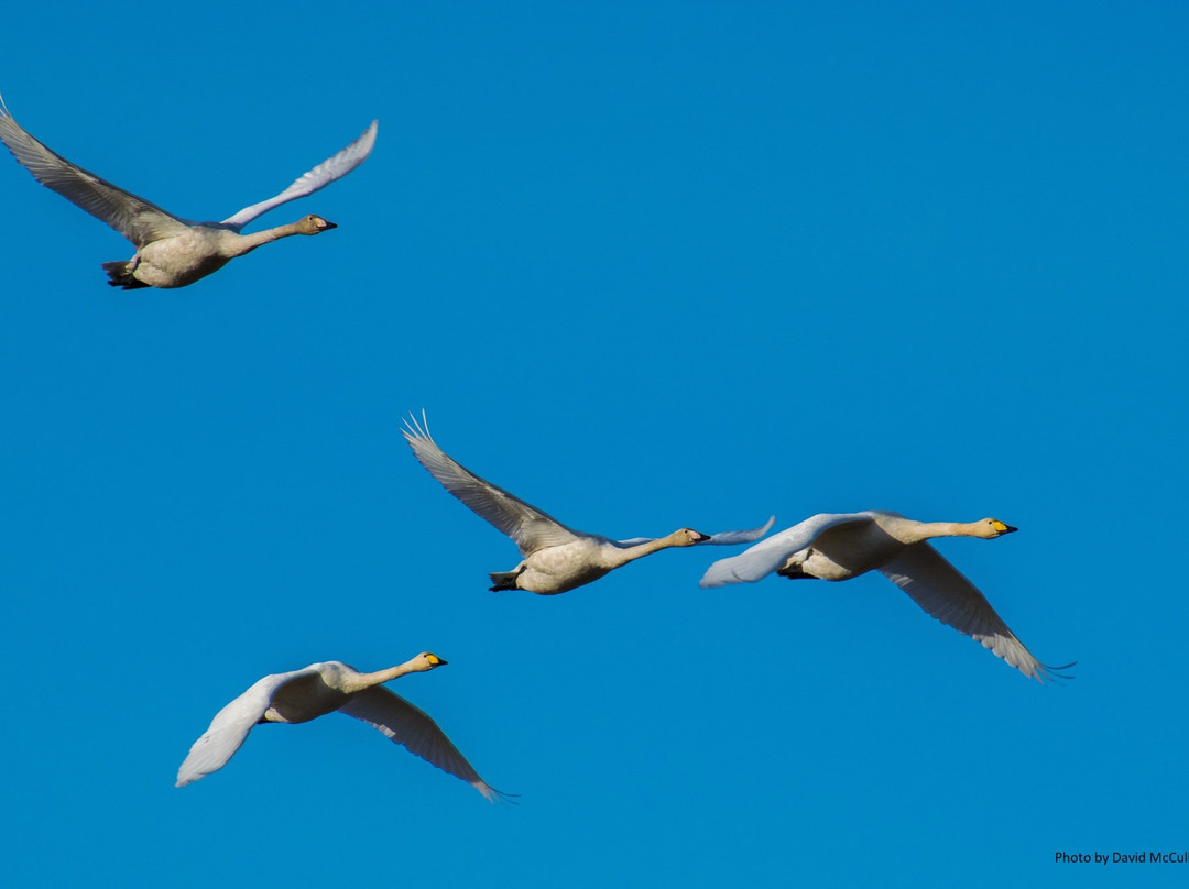 RSPB Scotland Loch Lomond景点图片