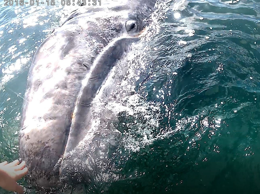 Baja Sur Tours-拉巴斯必去景点