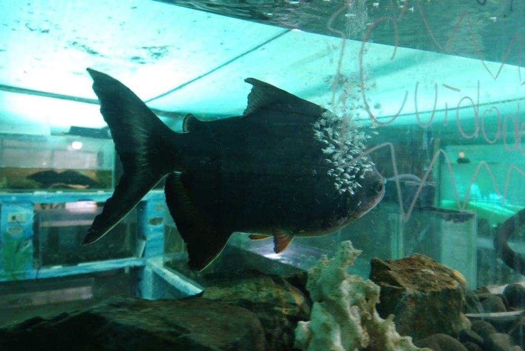 Acuario Turistico de Mindo-明多必去景点