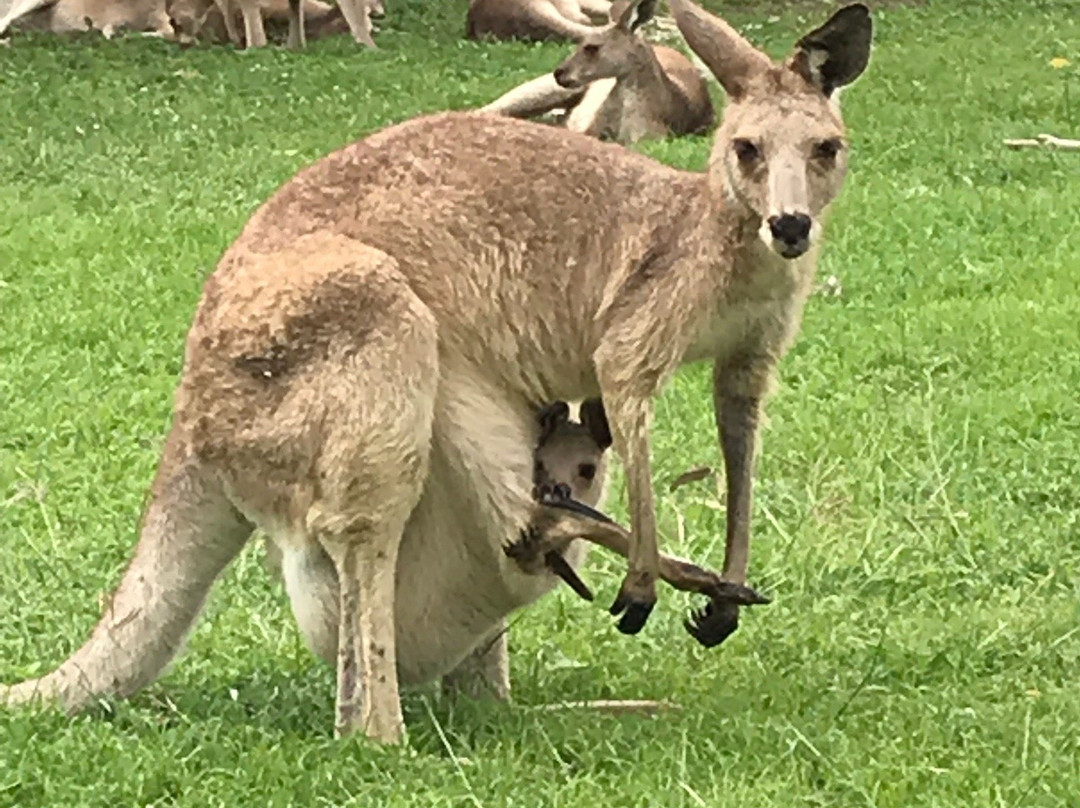 Mareeba Golf Club-马里巴必去景点
