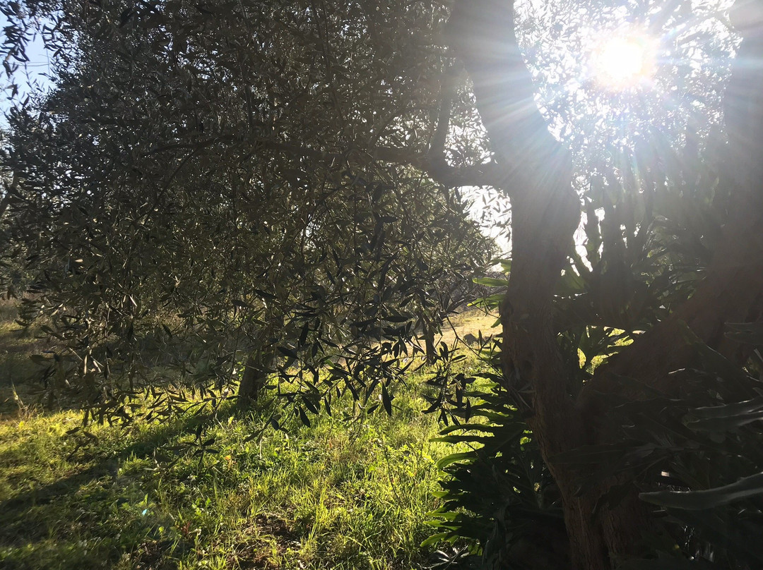 Verdeoliva Bed & Breakfast主图