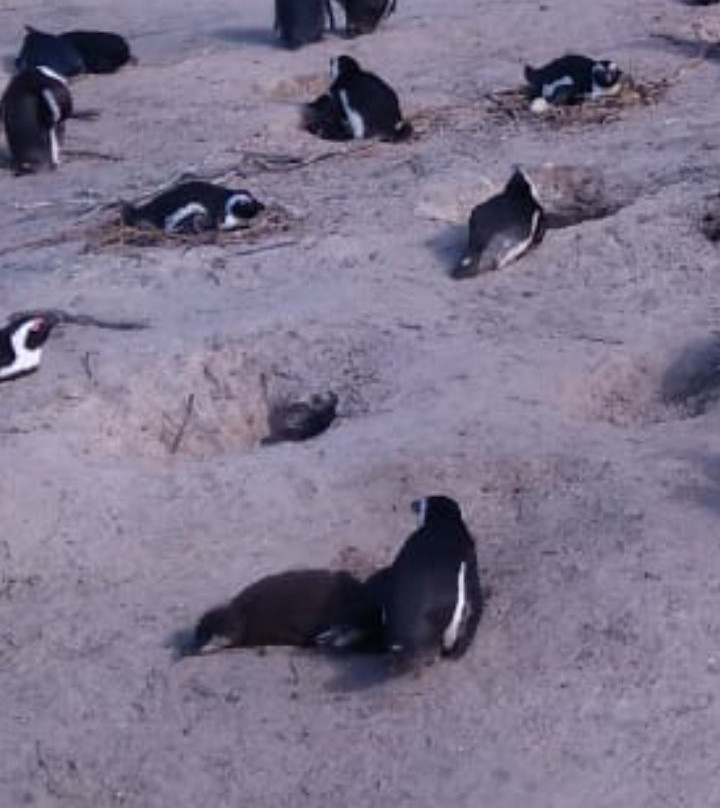 Picturesque Tours-Goodwood必去景点