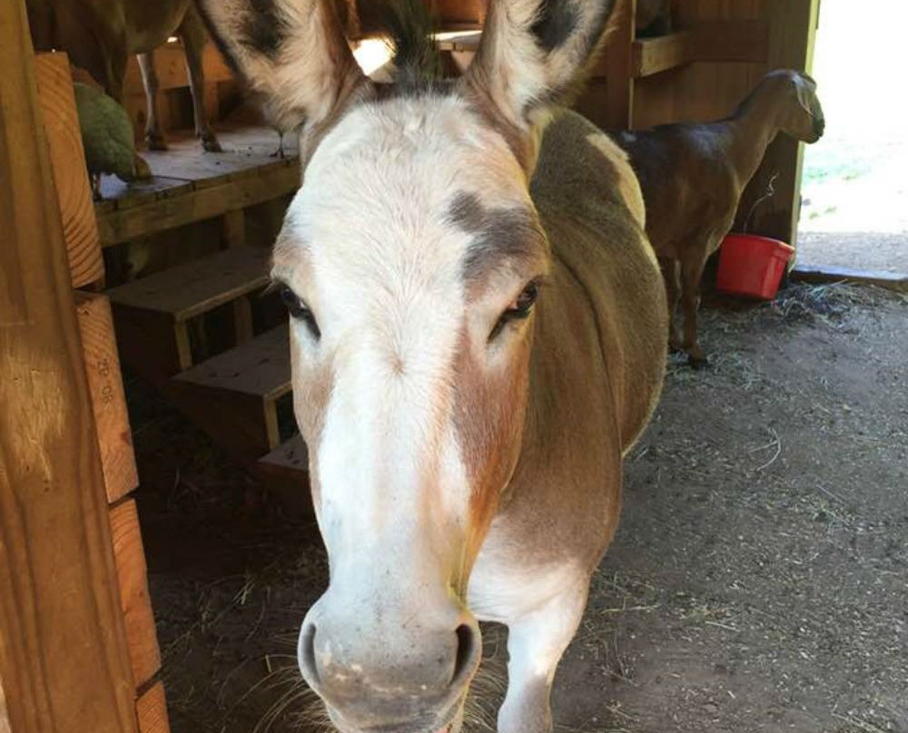 Bella View Farm Animal Sanctuary景点图片