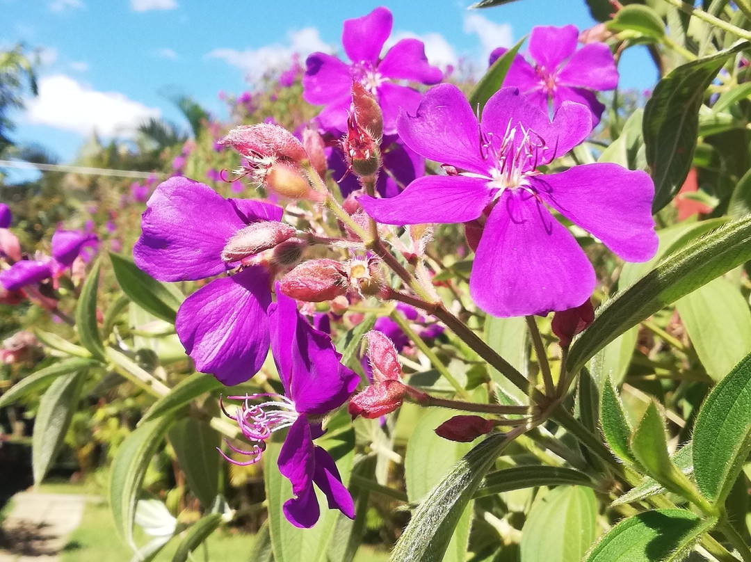 B&B Garden Grecia主图