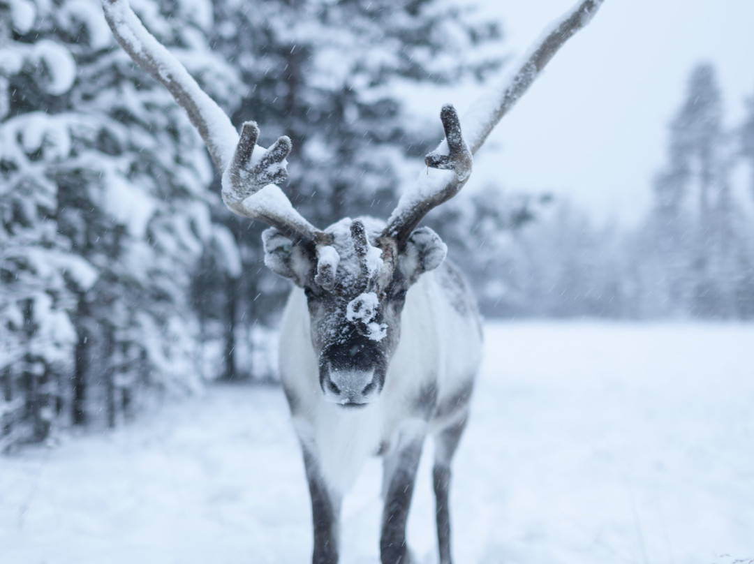 Inari Reindeer Farm-伊纳里必去景点