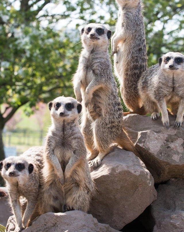 Heads of Ayr Farm Park景点图片